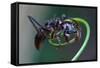 Bullet Ant Hanging on Vine-W. Perry Conway-Framed Stretched Canvas