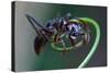 Bullet Ant Hanging on Vine-W. Perry Conway-Stretched Canvas