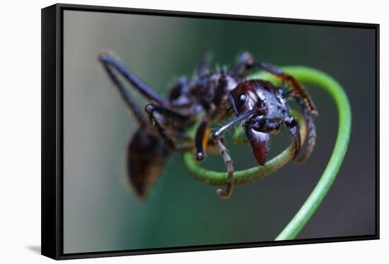 Bullet Ant Hanging on Vine-W. Perry Conway-Framed Stretched Canvas