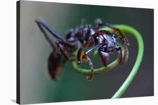 Bullet Ant Hanging on Vine-W. Perry Conway-Stretched Canvas