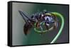 Bullet Ant Hanging on Vine-W. Perry Conway-Framed Stretched Canvas