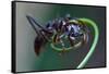 Bullet Ant Hanging on Vine-W. Perry Conway-Framed Stretched Canvas