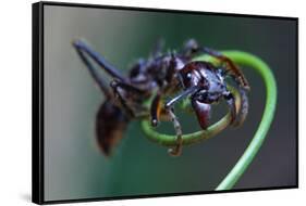 Bullet Ant Hanging on Vine-W. Perry Conway-Framed Stretched Canvas