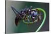 Bullet Ant Hanging on Vine-W. Perry Conway-Stretched Canvas