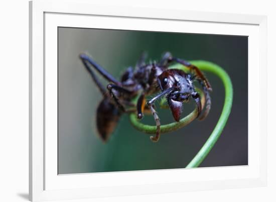 Bullet Ant Hanging on Vine-W. Perry Conway-Framed Photographic Print