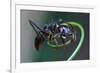 Bullet Ant Hanging on Vine-W. Perry Conway-Framed Photographic Print