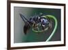 Bullet Ant Hanging on Vine-W. Perry Conway-Framed Photographic Print