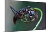Bullet Ant Hanging on Vine-W. Perry Conway-Mounted Photographic Print