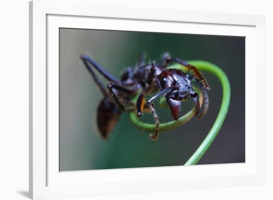 Bullet Ant Hanging on Vine-W. Perry Conway-Framed Photographic Print