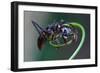 Bullet Ant Hanging on Vine-W. Perry Conway-Framed Photographic Print