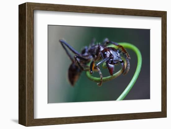 Bullet Ant Hanging on Vine-W. Perry Conway-Framed Photographic Print