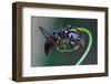 Bullet Ant Hanging on Vine-W. Perry Conway-Framed Photographic Print