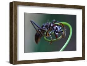 Bullet Ant Hanging on Vine-W. Perry Conway-Framed Photographic Print