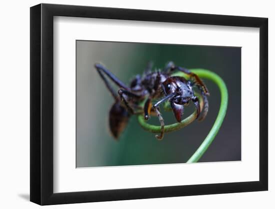 Bullet Ant Hanging on Vine-W. Perry Conway-Framed Photographic Print