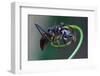 Bullet Ant Hanging on Vine-W. Perry Conway-Framed Photographic Print