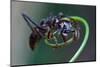 Bullet Ant Hanging on Vine-W. Perry Conway-Mounted Photographic Print