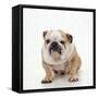 BullFacing-null-Framed Stretched Canvas