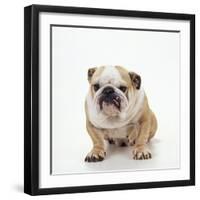 BullFacing-null-Framed Premium Photographic Print