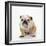 BullFacing-null-Framed Premium Photographic Print