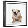 BullFacing-null-Framed Premium Photographic Print