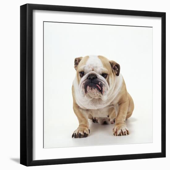 BullFacing-null-Framed Photographic Print