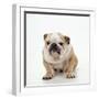 BullFacing-null-Framed Photographic Print