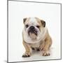 BullFacing-null-Mounted Photographic Print