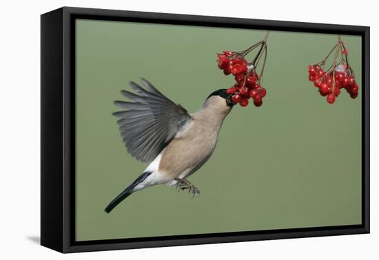 Bullfinch Female on the Wing, Feeding on Berries-null-Framed Stretched Canvas