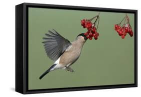 Bullfinch Female on the Wing, Feeding on Berries-null-Framed Stretched Canvas