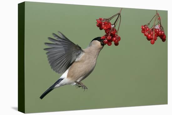 Bullfinch Female on the Wing, Feeding on Berries-null-Stretched Canvas