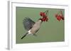 Bullfinch Female on the Wing, Feeding on Berries-null-Framed Photographic Print