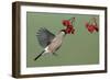 Bullfinch Female on the Wing, Feeding on Berries-null-Framed Photographic Print