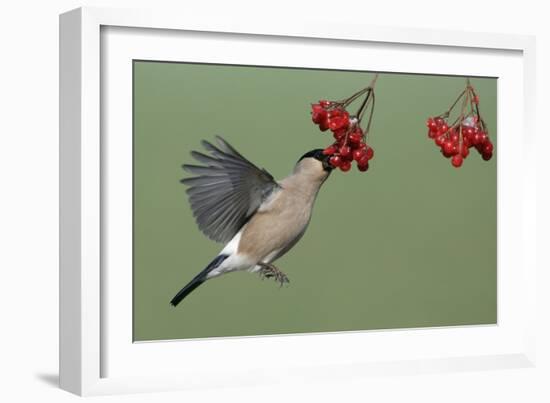 Bullfinch Female on the Wing, Feeding on Berries-null-Framed Photographic Print