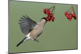 Bullfinch Female on the Wing, Feeding on Berries-null-Mounted Photographic Print