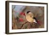 Bullfinch Female-null-Framed Photographic Print