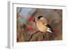 Bullfinch Female-null-Framed Photographic Print