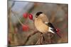 Bullfinch Female-null-Mounted Photographic Print