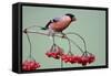 Bullfinch Male Feeding on Berries of Guelder-null-Framed Stretched Canvas
