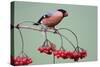 Bullfinch Male Feeding on Berries of Guelder-null-Stretched Canvas