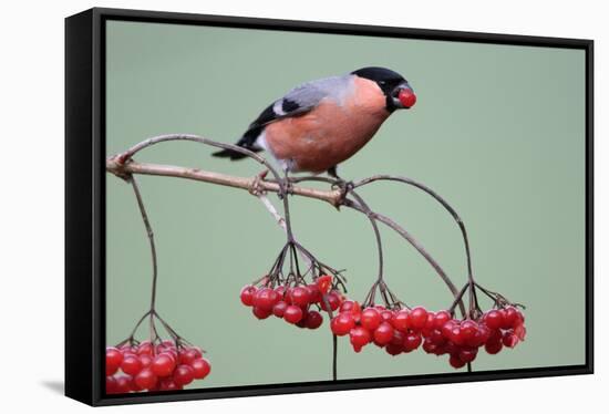 Bullfinch Male Feeding on Berries of Guelder-null-Framed Stretched Canvas