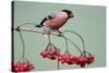 Bullfinch Male Feeding on Berries of Guelder-null-Stretched Canvas