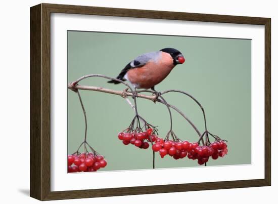 Bullfinch Male Feeding on Berries of Guelder-null-Framed Photographic Print