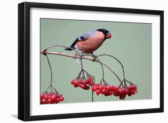 Bullfinch Male Feeding on Berries of Guelder-null-Framed Photographic Print