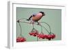 Bullfinch Male Feeding on Berries of Guelder-null-Framed Photographic Print