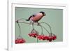 Bullfinch Male Feeding on Berries of Guelder-null-Framed Photographic Print