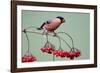 Bullfinch Male Feeding on Berries of Guelder-null-Framed Photographic Print