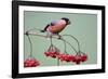 Bullfinch Male Feeding on Berries of Guelder-null-Framed Photographic Print