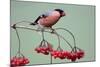 Bullfinch Male Feeding on Berries of Guelder-null-Mounted Photographic Print