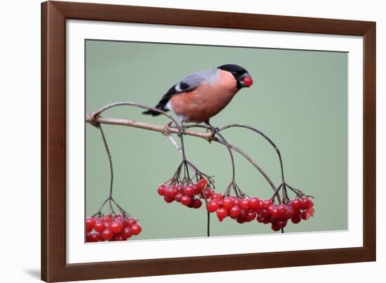 Bullfinch Male Feeding on Berries of Guelder-null-Framed Photographic Print