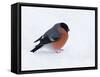 Bullfinch Male in Snow, Scotland, UK-Andy Sands-Framed Stretched Canvas